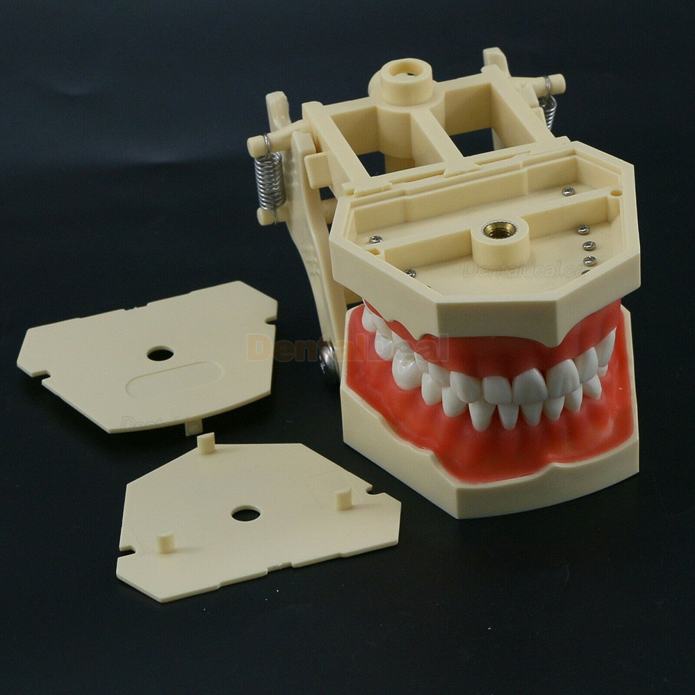 Dental Typodont Model M8014 32Pcs Teeth Fit Frasaco AG3